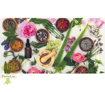 Curs Aromaterapie/Utilizarea uleiurilor esențiale