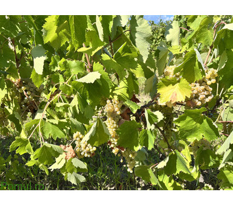 Struguri pentru vin, multiple soiuri cu PRET DIFERIT, EN GROS, Vrancea